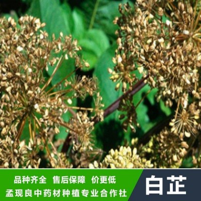 中药材批发白芷种子 白芷种苗种植