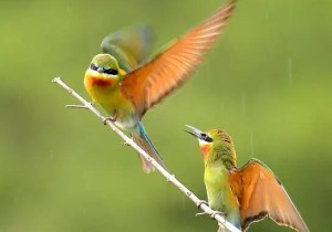 黄浦江边鳄鱼出没 或是人为养殖后随意放生或丢弃(捕捉有难度)