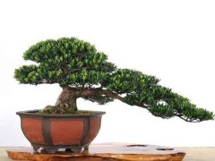 (十大镇宅宝树)竹子上榜!罗汉松寓意四季顺遂
