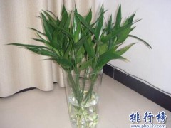 十种办公室适合养的植物!第一种可招财！