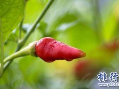 世界上最辣的十大辣椒!死神辣椒第二 第一名可致死