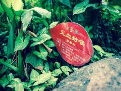 世界上最毒的植物：箭毒木含剧毒液体杀人于无形（见血封喉）