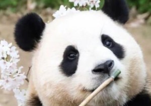 大熊猫福宝"熊设崩塌" 实际性格并非如此消息无法证实