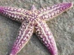(动作最慢的动物排名)十大动作最慢的动物排名 海星、海参、蜗牛榜上有名