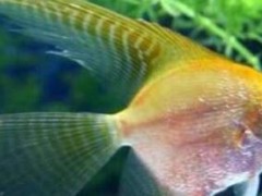 (最美动物排名)世界十大最美动物：神仙鱼居首 北极狼入榜
