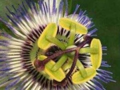世界十大奇异植物排名：尸花上榜 日轮花居第一