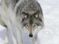 世界上最大的犬科动物：北美灰狼身长2米体重180斤(它的毛还存在黑色、白色以及棕色)