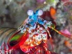 世界上最凶残的虾是什么：雀尾螳螂虾体长最大可达18厘米 尾部和孔雀非常相似