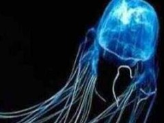 世界上最毒的生物箱水母蛰一下可致命 每一根触须都带有毒针