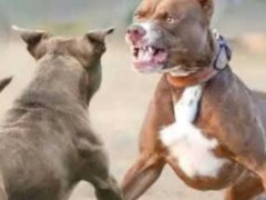 世界上最好的猎犬品种：比特犬凶狠残暴杀伤力强(被人们称为世界上最好的猎犬)