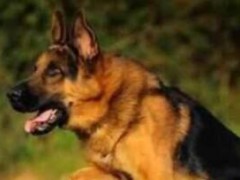 世界上最知名的十大警犬品种 德国牧羊犬获得第一名(有着明锐的感觉和听觉)