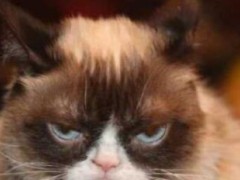 世界上收入最高的猫 不爽猫身价超6亿(创下1570万的观看记录)