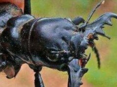 世界上最大的食肉甲虫 大王虎甲俗称杀戮机器(以巨型、食肉而闻名)