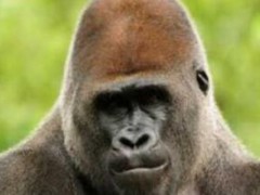 世界十大最聪明的动物排名 大象仅排在第八(体重最重可达250KG)