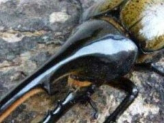 世界上最大的虫子:泰坦甲虫当之无愧排第一 成虫身体可以达到16.7厘米长
