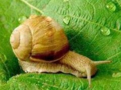 世界上牙齿最多的动物排名：蜗牛夺冠有着25600颗牙齿 鲨鱼仅第二