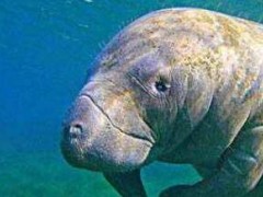 世界上最凄惨的生物:特斯拉海牛被灭绝仅用27年(生老病死自然法则)
