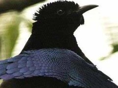 世界十大会跳舞的动物：琴鸟、丹顶鹤双双上榜(不但美丽壮观且能歌善舞)