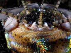 世界上最长的多毛动物：博比特虫体长约1米 最长可达3米