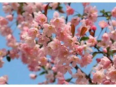 (抖音爆火十大神曲)抖音十大神曲 抖音神曲排行榜前十名 抖音最火洗脑歌曲盘点