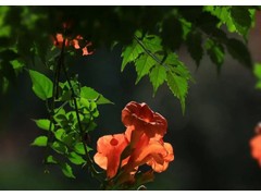 (最受欢迎的十部体育电影)世界十大体育电影排行榜 体育电影大全 关于体育的电影推荐