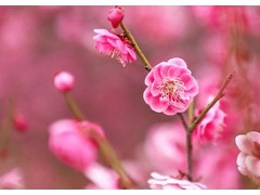 (佘诗曼收视率排行榜前十名)佘诗曼十大经典电视剧 佘诗曼主演的电视剧有哪些 佘诗曼的电视剧哪部最好看