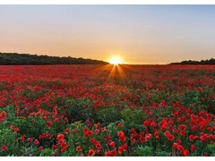 (美国收视率最高的十大荒野生存类节目)美国十大最火的荒野生存类节目 美国野外生存真人秀节目大全