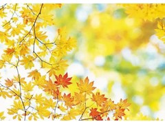 (十大网络爆火的宠物养成游戏)十大好玩的宠物养成游戏 可以抓宠物的手游 宠物进化类游戏推荐